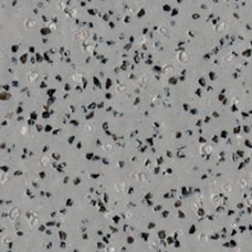 POLYSAFE 2MM SHEET (STANDARD)SILVER BIRCH 4020